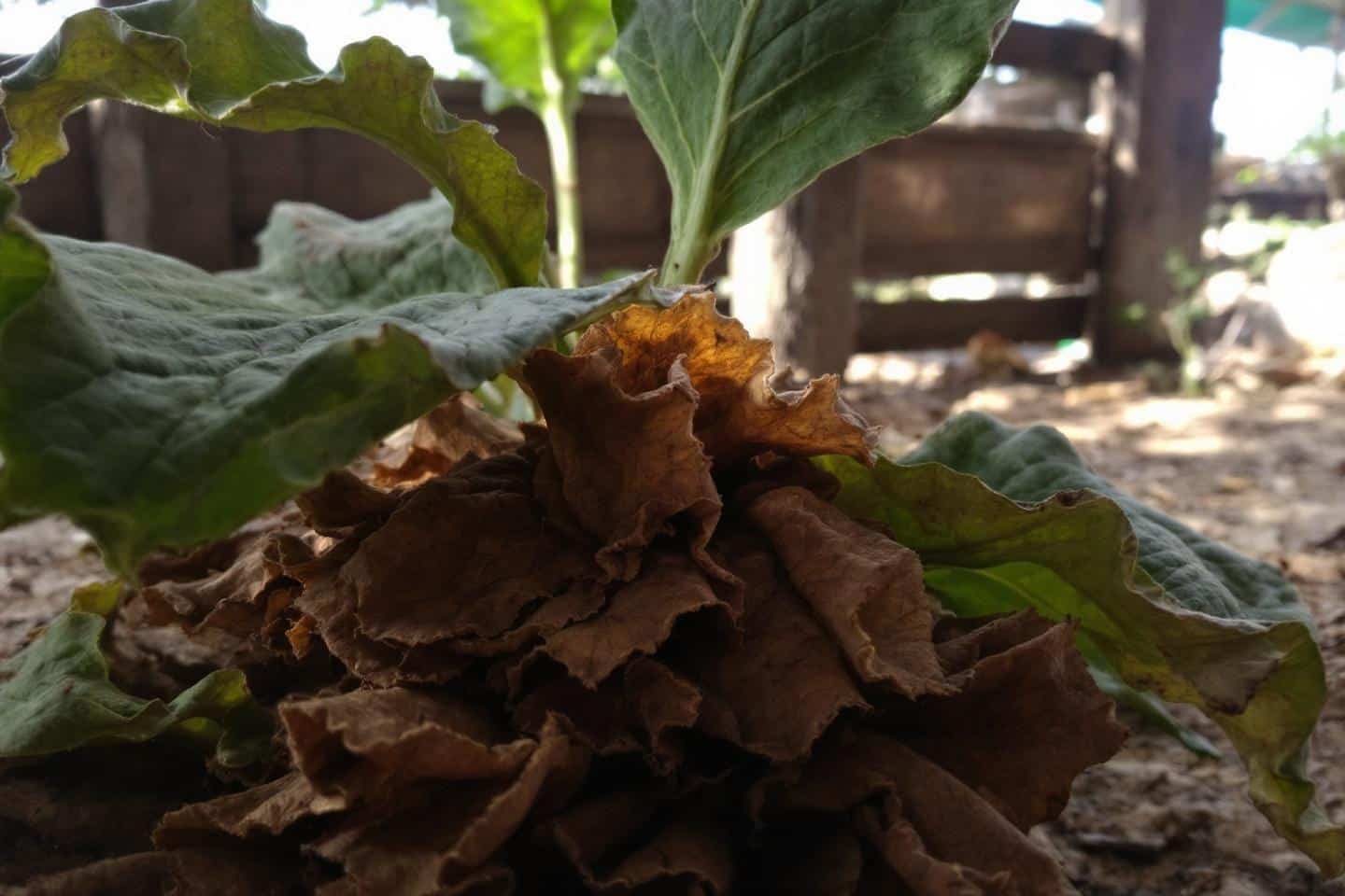 Tabac naturel sans additif : bienfaits et risques pour la santé